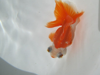 倉庫◆生体（1匹）  蝶尾 三歳魚  約10センチ　 チョウビ/金魚/出目金/ちょうび/きんぎょ/国産金魚【金魚小屋-希-福岡】