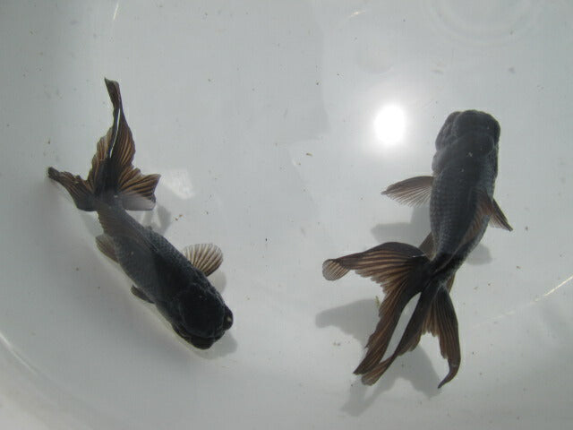 倉庫◆生体  ブラックドラゴン2匹セット 弐歳魚  約8センチ　 アズマニシキ/金魚/あずまにしき/きんぎょ/国産金魚【金魚小屋-希-福岡】