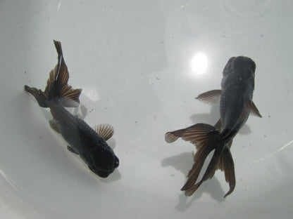 倉庫◆生体  ブラックドラゴン2匹セット 弐歳魚  約8センチ　 アズマニシキ/金魚/あずまにしき/きんぎょ/国産金魚【金魚小屋-希-福岡】