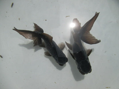 倉庫◆生体  ブラックドラゴン2匹セット 弐歳魚  約8センチ　 アズマニシキ/金魚/あずまにしき/きんぎょ/国産金魚【金魚小屋-希-福岡】