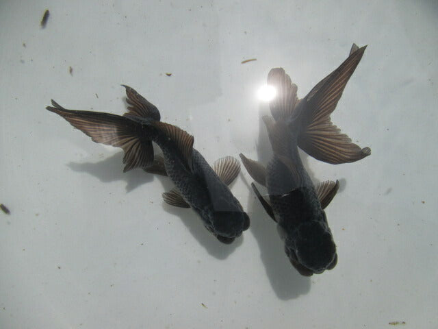 倉庫◆生体  ブラックドラゴン2匹セット 弐歳魚  約8センチ　 アズマニシキ/金魚/あずまにしき/きんぎょ/国産金魚【金魚小屋-希-福岡】