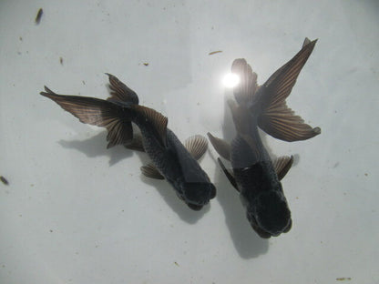 倉庫◆生体  ブラックドラゴン2匹セット 弐歳魚  約8センチ　 アズマニシキ/金魚/あずまにしき/きんぎょ/国産金魚【金魚小屋-希-福岡】