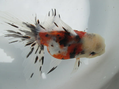 倉庫◆生体  東錦 弐歳魚  12センチ　 アズマニシキ/金魚/あずまにしき/きんぎょ/国産金魚【金魚小屋-希-福岡】