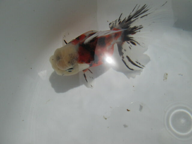 倉庫◆生体  東錦 弐歳魚  12センチ　 アズマニシキ/金魚/あずまにしき/きんぎょ/国産金魚【金魚小屋-希-福岡】