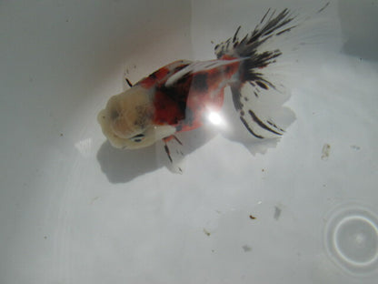 倉庫◆生体  東錦 弐歳魚  12センチ　 アズマニシキ/金魚/あずまにしき/きんぎょ/国産金魚【金魚小屋-希-福岡】