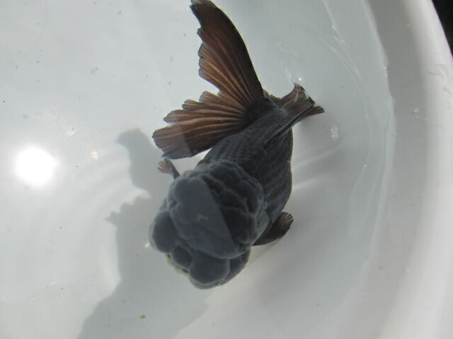 倉庫◆生体  東錦（黒色） 弐歳魚  12センチ　 アズマニシキ/金魚/あずまにしき/きんぎょ/国産金魚【金魚小屋-希-福岡】