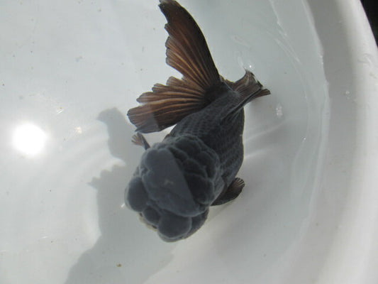 倉庫◆生体  東錦（黒色） 弐歳魚  12センチ　 アズマニシキ/金魚/あずまにしき/きんぎょ/国産金魚【金魚小屋-希-福岡】