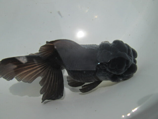 倉庫◆生体  東錦（黒色） 弐歳魚  12センチ　 アズマニシキ/金魚/あずまにしき/きんぎょ/国産金魚【金魚小屋-希-福岡】