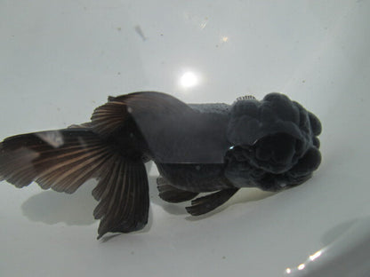 倉庫◆生体  東錦（黒色） 弐歳魚  12センチ　 アズマニシキ/金魚/あずまにしき/きんぎょ/国産金魚【金魚小屋-希-福岡】