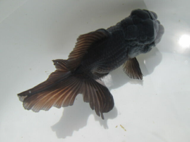 倉庫◆生体  東錦（黒色） 弐歳魚  12センチ　 アズマニシキ/金魚/あずまにしき/きんぎょ/国産金魚【金魚小屋-希-福岡】