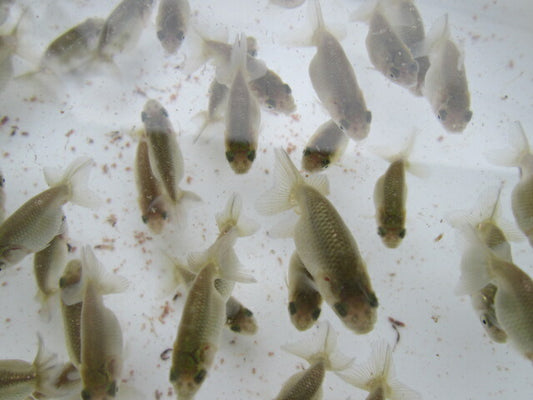 倉庫◆生体  らんちゅう 当歳魚  約5〜6センチ （1匹）ランチュウ/金魚/らんちう/きんぎょ/国産金魚【金魚小屋-希-福岡】