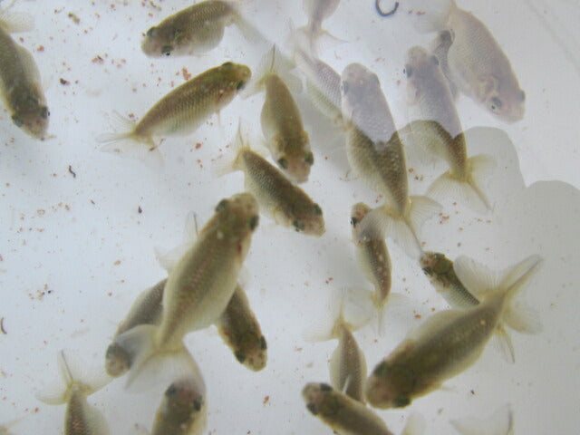 倉庫◆生体  らんちゅう 当歳魚  約5〜6センチ （1匹）ランチュウ/金魚/らんちう/きんぎょ/国産金魚【金魚小屋-希-福岡】