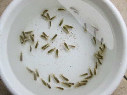 倉庫◆生体  らんちゅう 当歳魚  約5〜6センチ （1匹）ランチュウ/金魚/らんちう/きんぎょ/国産金魚【金魚小屋-希-福岡】