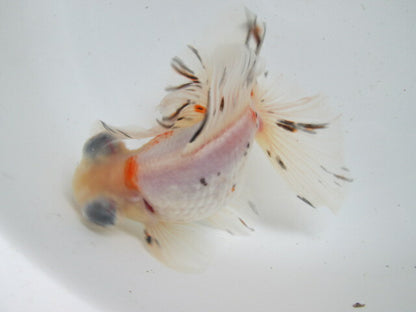 倉庫◆生体（1匹）  蝶尾 三歳魚  約14センチ　 チョウビ/金魚/出目金/ちょうび/きんぎょ/国産金魚【金魚小屋-希-福岡】