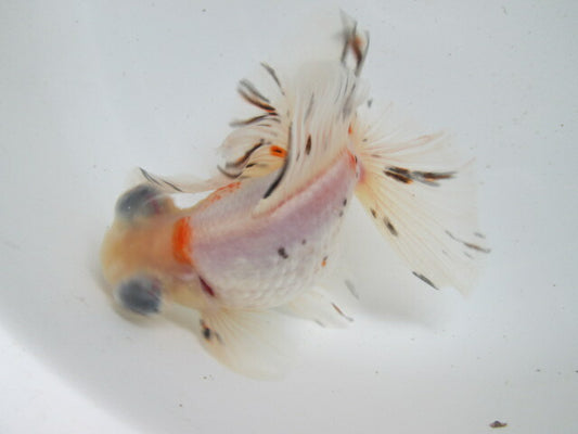 倉庫◆生体（1匹）  蝶尾 三歳魚  約14センチ　 チョウビ/金魚/出目金/ちょうび/きんぎょ/国産金魚【金魚小屋-希-福岡】
