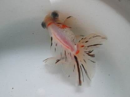 倉庫◆生体（1匹）  蝶尾 三歳魚  約14センチ　 チョウビ/金魚/出目金/ちょうび/きんぎょ/国産金魚【金魚小屋-希-福岡】