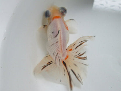 倉庫◆生体（1匹）  蝶尾 三歳魚  約14センチ　 チョウビ/金魚/出目金/ちょうび/きんぎょ/国産金魚【金魚小屋-希-福岡】
