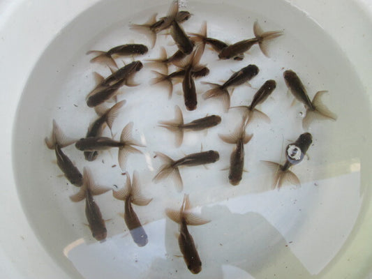 倉庫◆生体  ブラックドラゴン（1匹） 当歳魚  約8センチ　 アズマニシキ/金魚/あずまにしき/きんぎょ/国産金魚【金魚小屋-希-福岡】