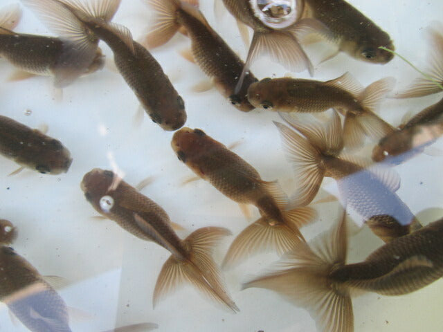 倉庫◆生体  ブラックドラゴン（1匹） 当歳魚  約8センチ　 アズマニシキ/金魚/あずまにしき/きんぎょ/国産金魚【金魚小屋-希-福岡】