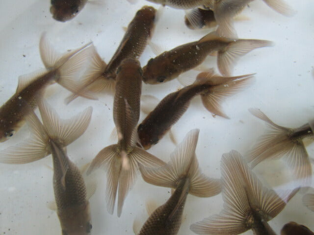 倉庫◆生体  ブラックドラゴン（1匹） 当歳魚  約8センチ　 アズマニシキ/金魚/あずまにしき/きんぎょ/国産金魚【金魚小屋-希-福岡】