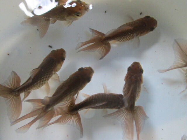 倉庫◆生体  関東東錦ブラック（1匹） 当歳魚  約8〜9センチ　 アズマニシキ/金魚/あずまにしき/きんぎょ/国産金魚【金魚小屋-希-福岡】