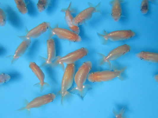 倉庫◆生体  らんちゅう 当歳魚  約5〜6センチ （1匹）ランチュウ/金魚/らんちう/きんぎょ/国産金魚【金魚小屋-希-福岡】