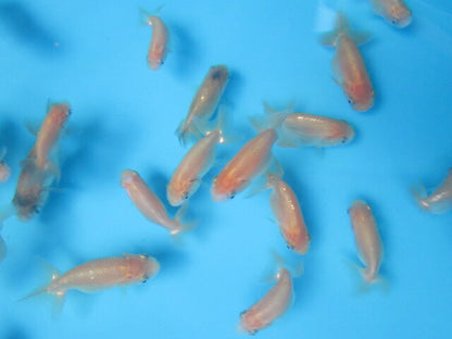 倉庫◆生体  らんちゅう 当歳魚  約5〜6センチ （1匹）ランチュウ/金魚/らんちう/きんぎょ/国産金魚【金魚小屋-希-福岡】