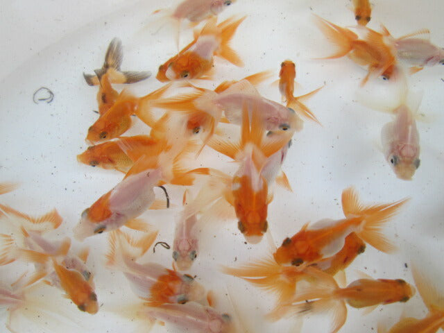 倉庫◆生体  琉金 当歳魚  約5〜7センチ （1匹）りゅうきん/金魚/獅子頭/きんぎょ/国産金魚【金魚小屋-希-福岡】