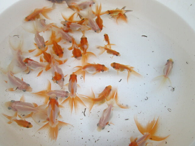倉庫◆生体  琉金 当歳魚  約5〜7センチ （1匹）りゅうきん/金魚/獅子頭/きんぎょ/国産金魚【金魚小屋-希-福岡】