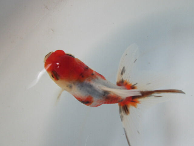 倉庫◆生体  東錦　当歳魚  約8〜9センチ （1匹）あずまにしき/金魚/獅子頭/きんぎょ/国産金魚【金魚小屋-希-福岡】