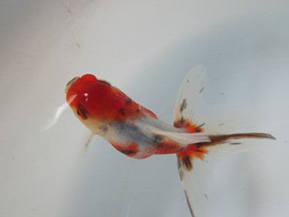 倉庫◆生体  東錦　当歳魚  約8〜9センチ （1匹）あずまにしき/金魚/獅子頭/きんぎょ/国産金魚【金魚小屋-希-福岡】