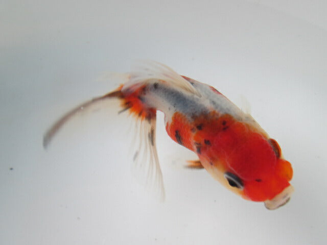 倉庫◆生体  東錦　当歳魚  約8〜9センチ （1匹）あずまにしき/金魚/獅子頭/きんぎょ/国産金魚【金魚小屋-希-福岡】