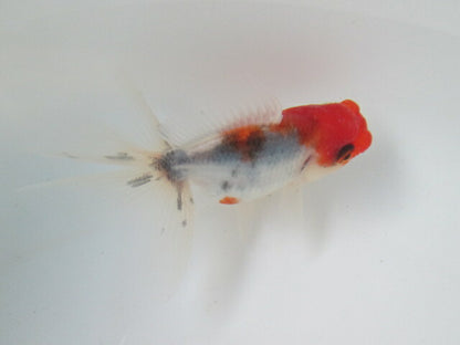 倉庫◆生体  東錦　当歳魚  約8〜9センチ （1匹）あずまにしき/金魚/獅子頭/きんぎょ/国産金魚【金魚小屋-希-福岡】