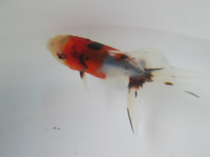 倉庫◆生体  東錦　当歳魚  約8〜9センチ （1匹）あずまにしき/金魚/獅子頭/きんぎょ/国産金魚【金魚小屋-希-福岡】
