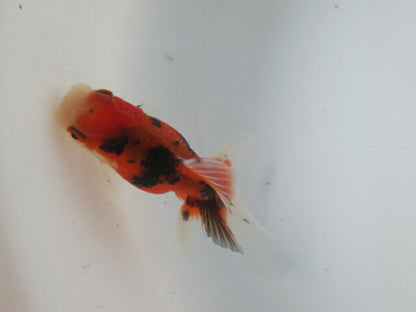 倉庫◆生体  東錦　当歳魚  約8センチ （1匹）あずまにしき/金魚/獅子頭/きんぎょ/国産金魚【金魚小屋-希-福岡】