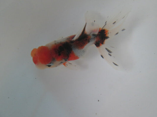 倉庫◆生体  東錦　当歳魚  約8センチ （1匹）あずまにしき/金魚/獅子頭/きんぎょ/国産金魚【金魚小屋-希-福岡】