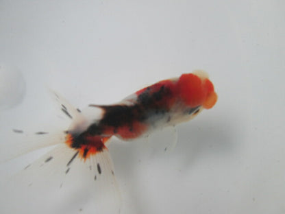 倉庫◆生体  東錦　当歳魚  約8センチ （1匹）あずまにしき/金魚/獅子頭/きんぎょ/国産金魚【金魚小屋-希-福岡】