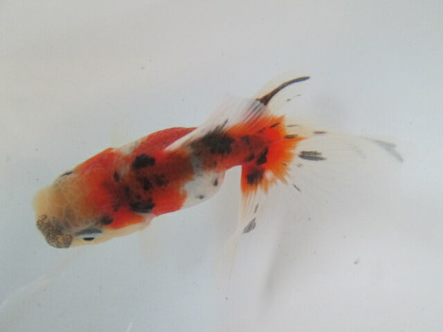 倉庫◆生体  東錦　当歳魚  約8センチ （1匹）あずまにしき/金魚/獅子頭/きんぎょ/国産金魚【金魚小屋-希-福岡】