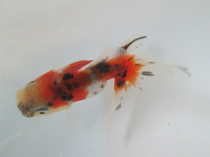 倉庫◆生体  東錦　当歳魚  約8センチ （1匹）あずまにしき/金魚/獅子頭/きんぎょ/国産金魚【金魚小屋-希-福岡】