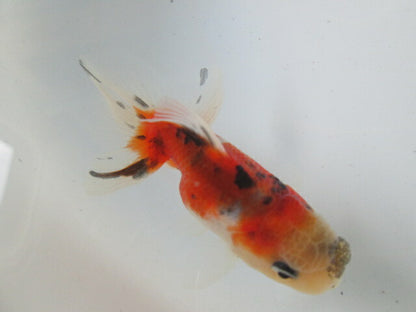 倉庫◆生体  東錦　当歳魚  約8センチ （1匹）あずまにしき/金魚/獅子頭/きんぎょ/国産金魚【金魚小屋-希-福岡】