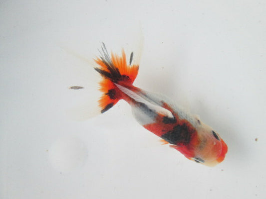 倉庫◆生体  東錦　当歳魚  約8センチ （1匹）あずまにしき/金魚/獅子頭/きんぎょ/国産金魚【金魚小屋-希-福岡】