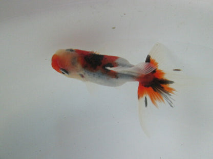 倉庫◆生体  東錦　当歳魚  約8センチ （1匹）あずまにしき/金魚/獅子頭/きんぎょ/国産金魚【金魚小屋-希-福岡】