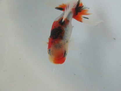 倉庫◆生体  東錦　当歳魚  約8センチ （1匹）あずまにしき/金魚/獅子頭/きんぎょ/国産金魚【金魚小屋-希-福岡】