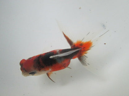 倉庫◆生体  東錦　当歳魚  約8センチ （1匹）あずまにしき/金魚/獅子頭/きんぎょ/国産金魚【金魚小屋-希-福岡】