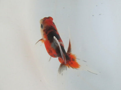 倉庫◆生体  東錦　当歳魚  約8センチ （1匹）あずまにしき/金魚/獅子頭/きんぎょ/国産金魚【金魚小屋-希-福岡】