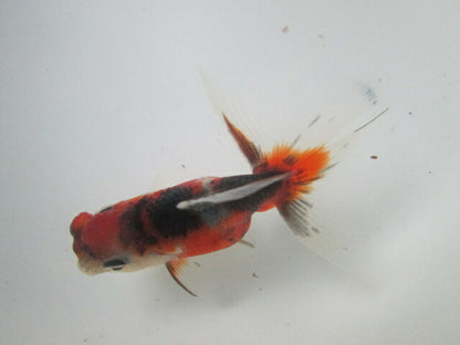 倉庫◆生体  東錦　当歳魚  約8センチ （1匹）あずまにしき/金魚/獅子頭/きんぎょ/国産金魚【金魚小屋-希-福岡】