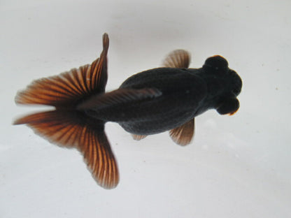 倉庫◆生体  蝶尾　当歳魚  約8センチ （1匹）チョウビ/金魚/琉金/きんぎょ/国産金魚【金魚小屋-希-福岡】