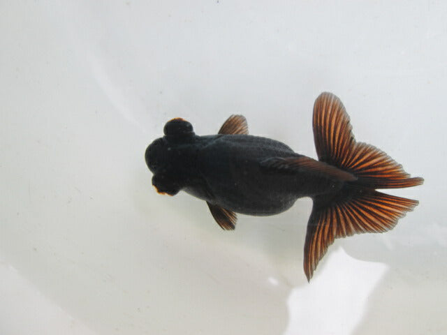 倉庫◆生体  蝶尾　当歳魚  約8センチ （1匹）チョウビ/金魚/琉金/きんぎょ/国産金魚【金魚小屋-希-福岡】