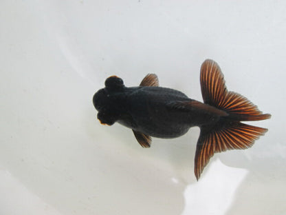 倉庫◆生体  蝶尾　当歳魚  約8センチ （1匹）チョウビ/金魚/琉金/きんぎょ/国産金魚【金魚小屋-希-福岡】