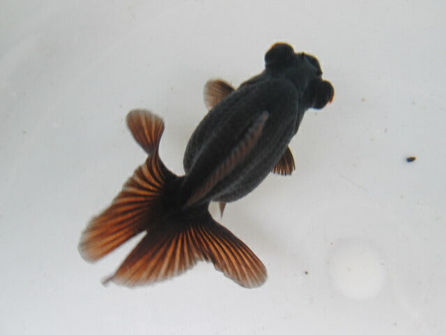 倉庫◆生体  蝶尾　当歳魚  約8センチ （1匹）チョウビ/金魚/琉金/きんぎょ/国産金魚【金魚小屋-希-福岡】